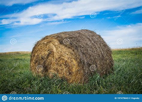 El Heno Doblado En Un Rollo Yace En Un Campo De Cultivo Contra Imagen