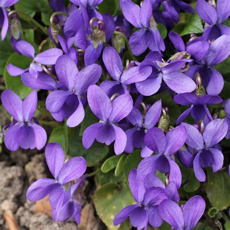 Viola odorata