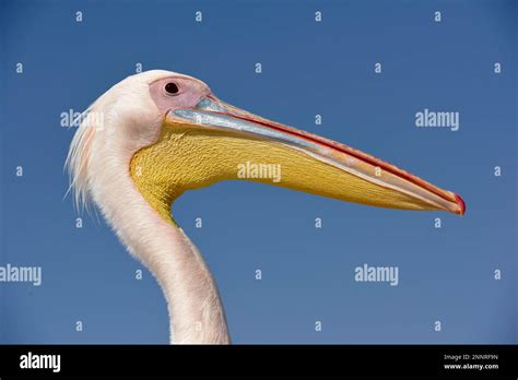 Great White Pelican Pelecanus Onocrotalus Animal Portrait Near