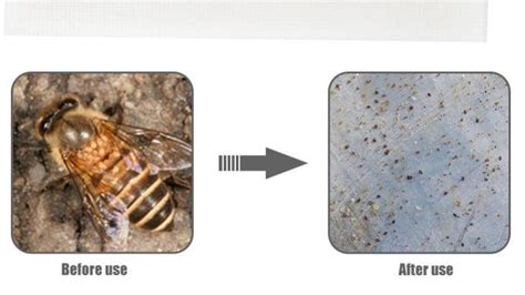 Honey Bee Mite Treatment - Wise Beekeeping