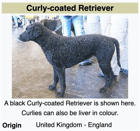 Types Of Retriever Breeds Pb On Life