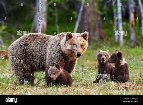 Mama Bear Protecting Her Cubs