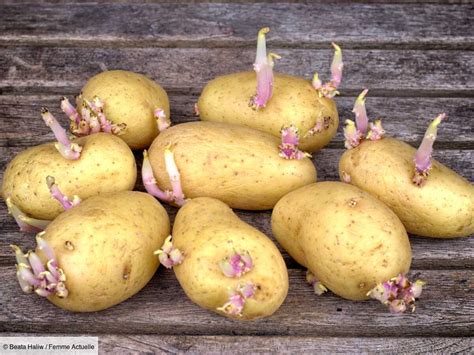 Peut on consommer des pommes de terre germées