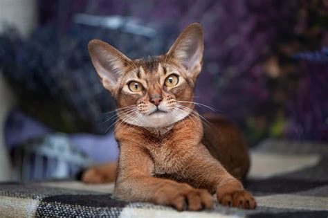 Best Abyssinian Cat Names (150+ Ideas)