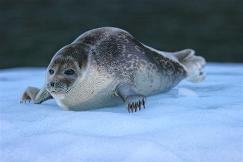 Ringed Seal Nammco