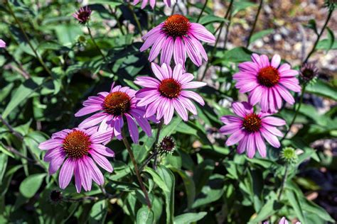 Interesting Facts About Purple Coneflowers Pansy Maiden