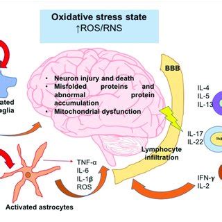 The Oxidative Stress State Induces Neuroinflammation And