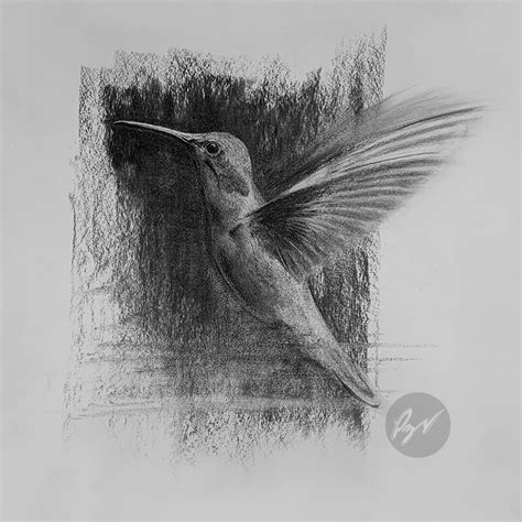 Artstation Charcoal Drawing Of A Hummingbird