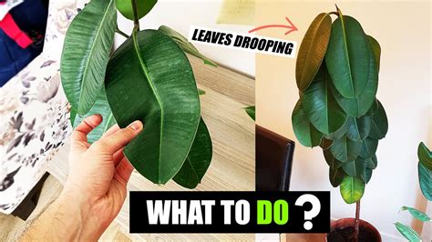 How Do You Fix Droopy Rubber Plant Leaves YouTube