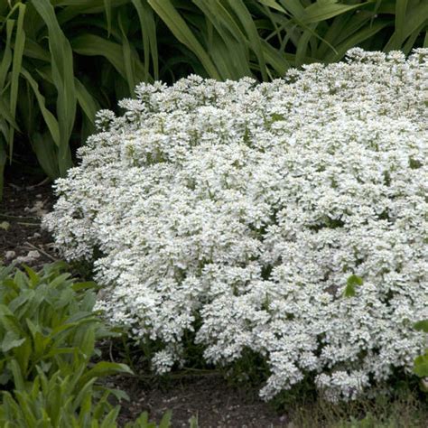 Iberis Sempervirens Snowflake Perennial Resource