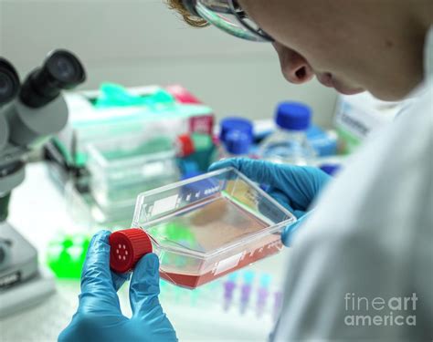 Stem Cell Research Photograph By Tek Image Science Photo Library Fine