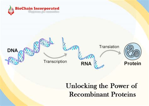 Revolutionary Recombinant Proteins Pioneering Medical Advances