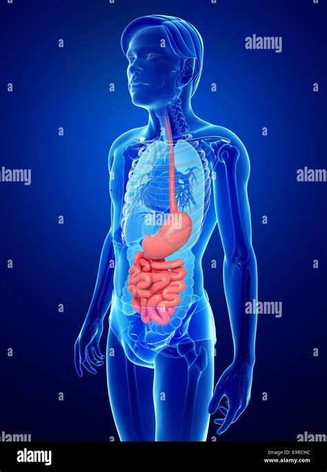 Illustration Of Male Small Intestine Anatomy Stock Photo Alamy