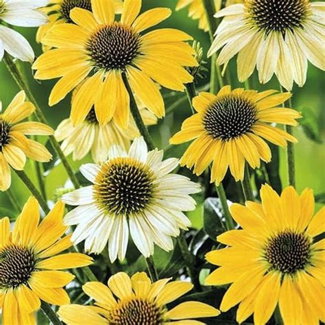 Growing Echinacea From Seeds To Stunning Flowers Graceful Gardens