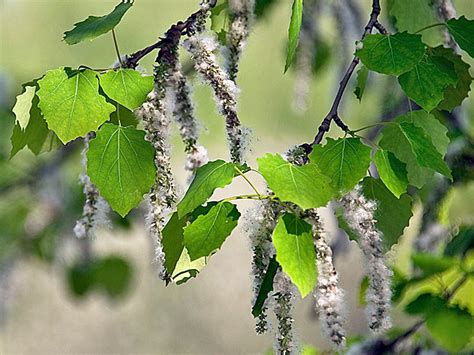 Осина / Деревья / Энциклопедия растений / FloraPedia.ru - Энциклопедия ...