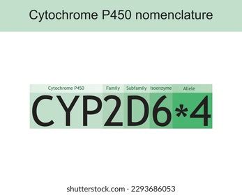 Cytochrome P Cyp C Nomenclature Diagram Showing Stock Vector