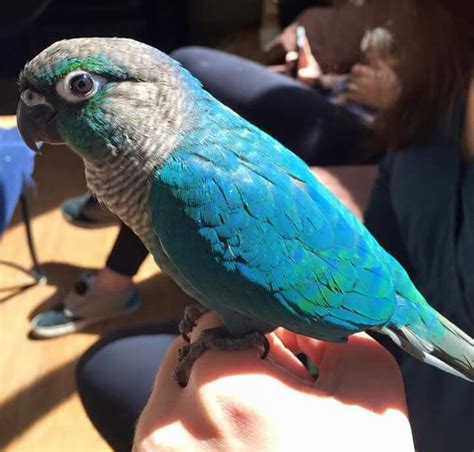 Turquoise Conure Conure Parrots Pretty Birds Parrot