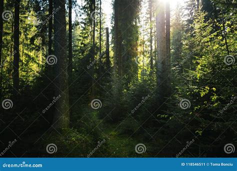 Dark Virgin Forest Light Coming Through The Trees On The Trail Stock