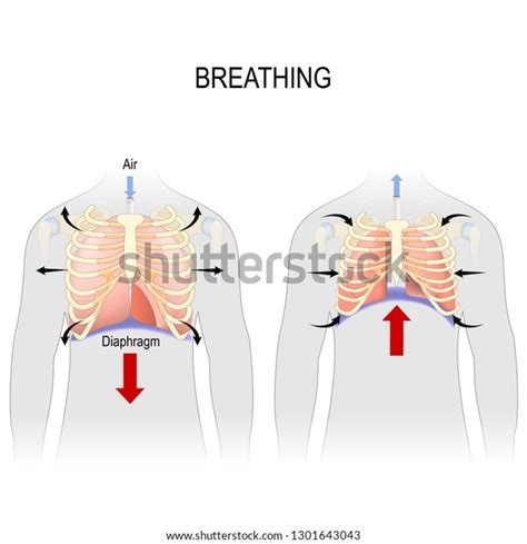 6577 Chest Diagram Images Stock Photos And Vectors Shutterstock
