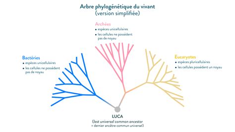 Parenté et évolution des êtres vivants cours 5e et 4e 3e SVT