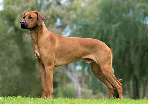 Ridgeback Puppies For Sale South Africa The Rhodesian Ridgeback 10