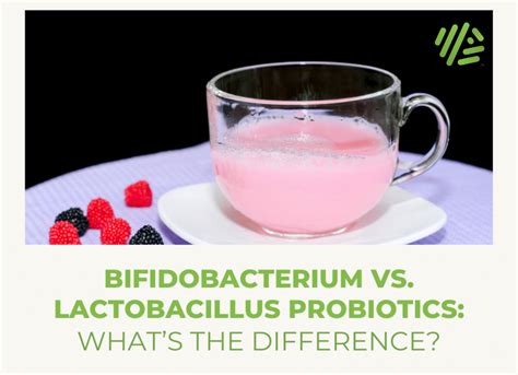 Understanding Probiotics Bifidobacterium Vs Lactobacillus Gene Food