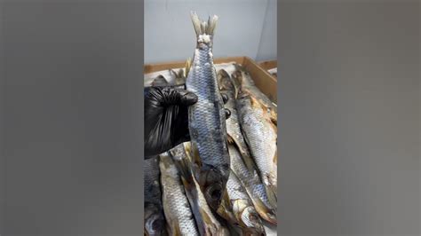 КОЛЫМСКИЙ Чебак вяленый 🐟 #азбукасевера #чебак - YouTube