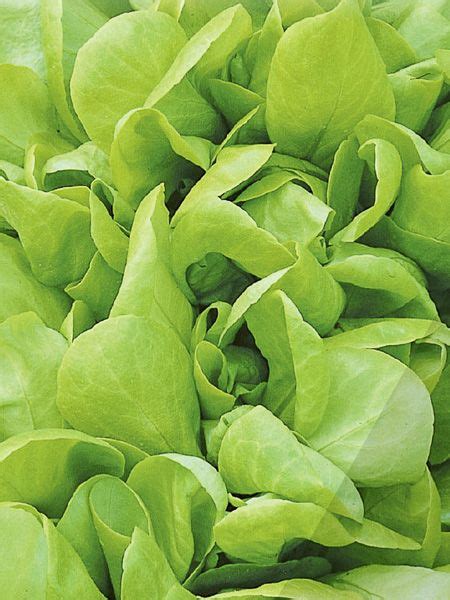 Laitue Blonde à couper améliorée Lactuca sativa Blonde à couper améliorée Le Jardin du