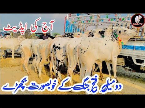 Mandra Mandi Today Latest Update Ll Domail Mandi Ll Dhani Bulls Ll