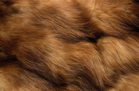 Hd Wallpaper Texture Fur Animal Texture Background Desktop