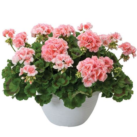 Big Eeze Salmon Interspecific Geranium Vanstone Nurseries