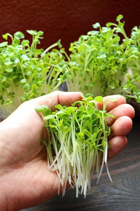 Freshly Harvested Hydroponic Japanese Radish Microgreens Or Kaiware