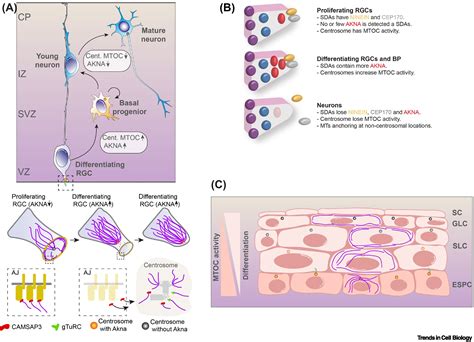 Centrosome Heterogeneity In Stem Cells Regulates Cell Diversity Trends