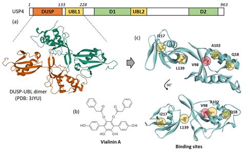 Usp Protein And Vialinin Binding Sites A Schematic Illustration Of