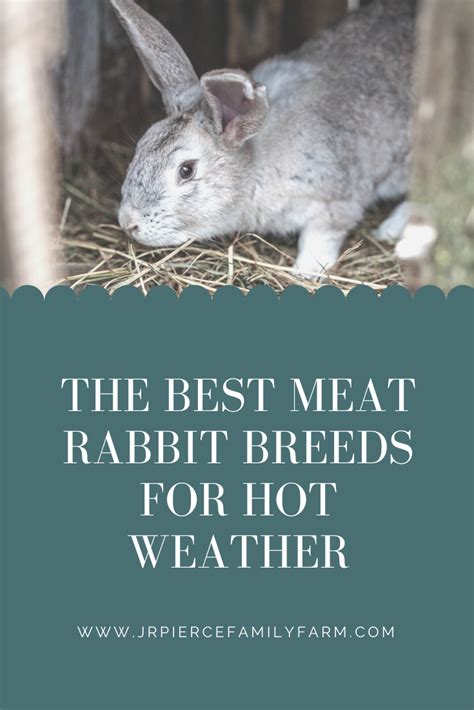 The Ultimate Guide To Raising Meat Rabbits Artofit