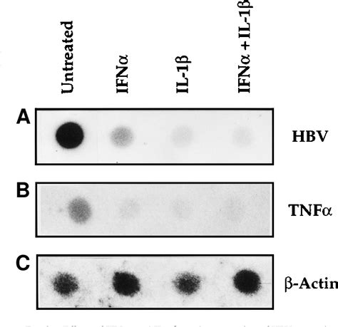 Figure 2 From The Hepatitis B Virus X Protein Up Regulates Tumor