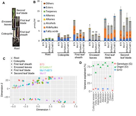 Comparison Of Cuticular Waxes Among Seedling Organs From Maize Inbreds