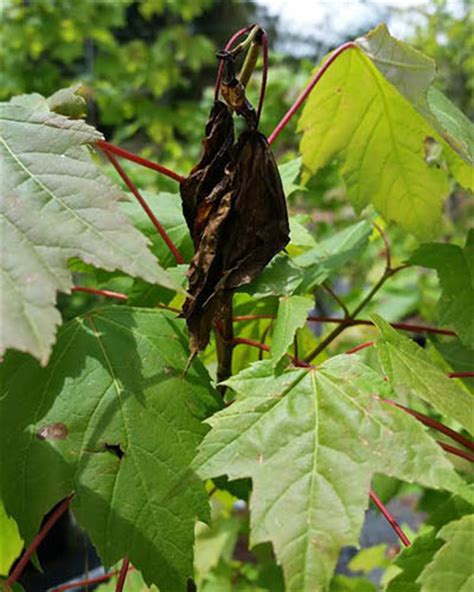 Maple Shoot Borers Damaging Maples In Nurseries Ecoipm