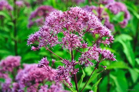 Eupatorium Cannabinum Sadziec Konopiasty Sadzawka Pl