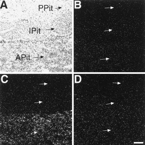 Bright Field A And Dark Field B D Photomicrographs Taken From