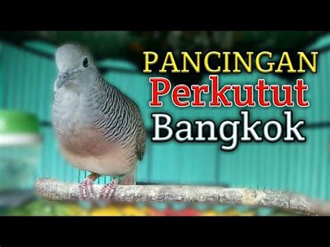 Perkutut Bangkok Gacor Suara Besar Merdu Pemancing Perkutut Cepat Bunyi