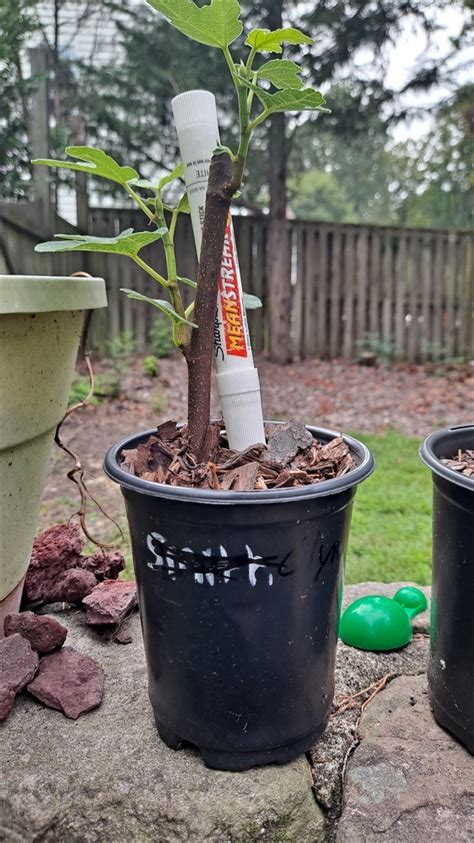 Figbid Online Auctions Of Fig Trees Fig Cuttings And Growing Supplies