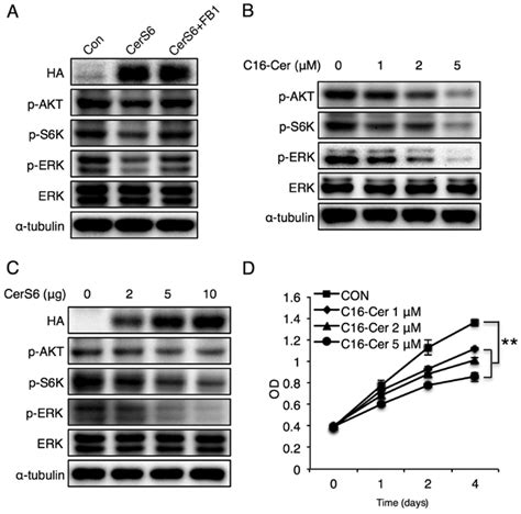 CerS6 Overexpression Or C16 Ceramide Treatment Decreases MCF 7 Cell