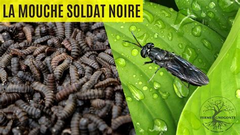 Venez D Couvrir La Mouche Soldat Noire Youtube