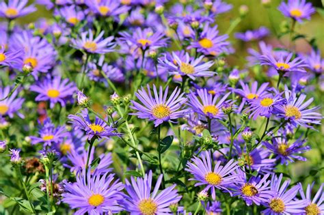 grow asters grow asters  care   perennial