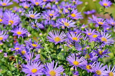 How to Grow: Asters- Grow Asters and Care for this Perennial