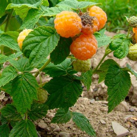 Anne Yellow Raspberry Plants For Sale Double A Vineyards