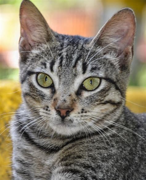 Premium Photo Close Up Portrait Of Tabby Cat