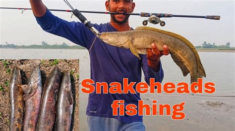 Best Snakehead Fishing Rods Lures Setup In India Mural Fishing Full