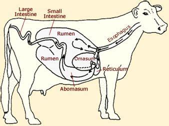 Ruminant Animals - Examples and Facts - Animal Corner